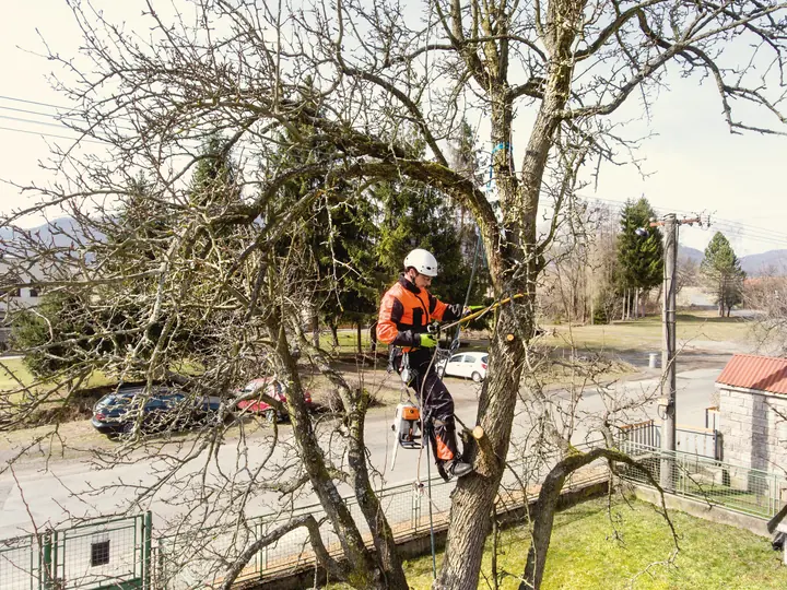 Émondeur harnaché sciant une branche dans un arbre résidentiel